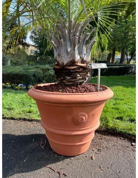 Vaso Festonato con Rosone in Terracotta d'Impruneta